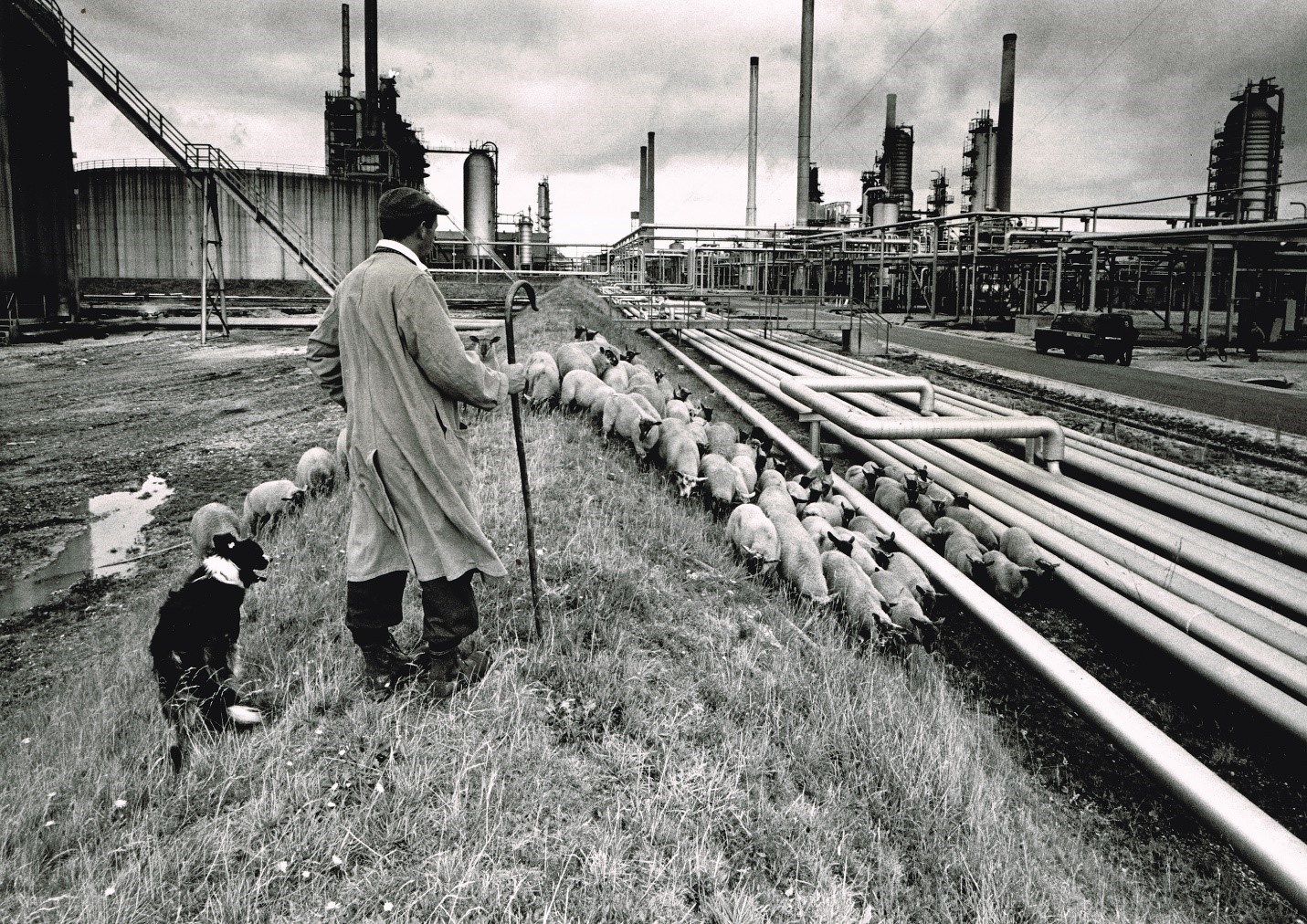 A shepherd and his flock at Fawley