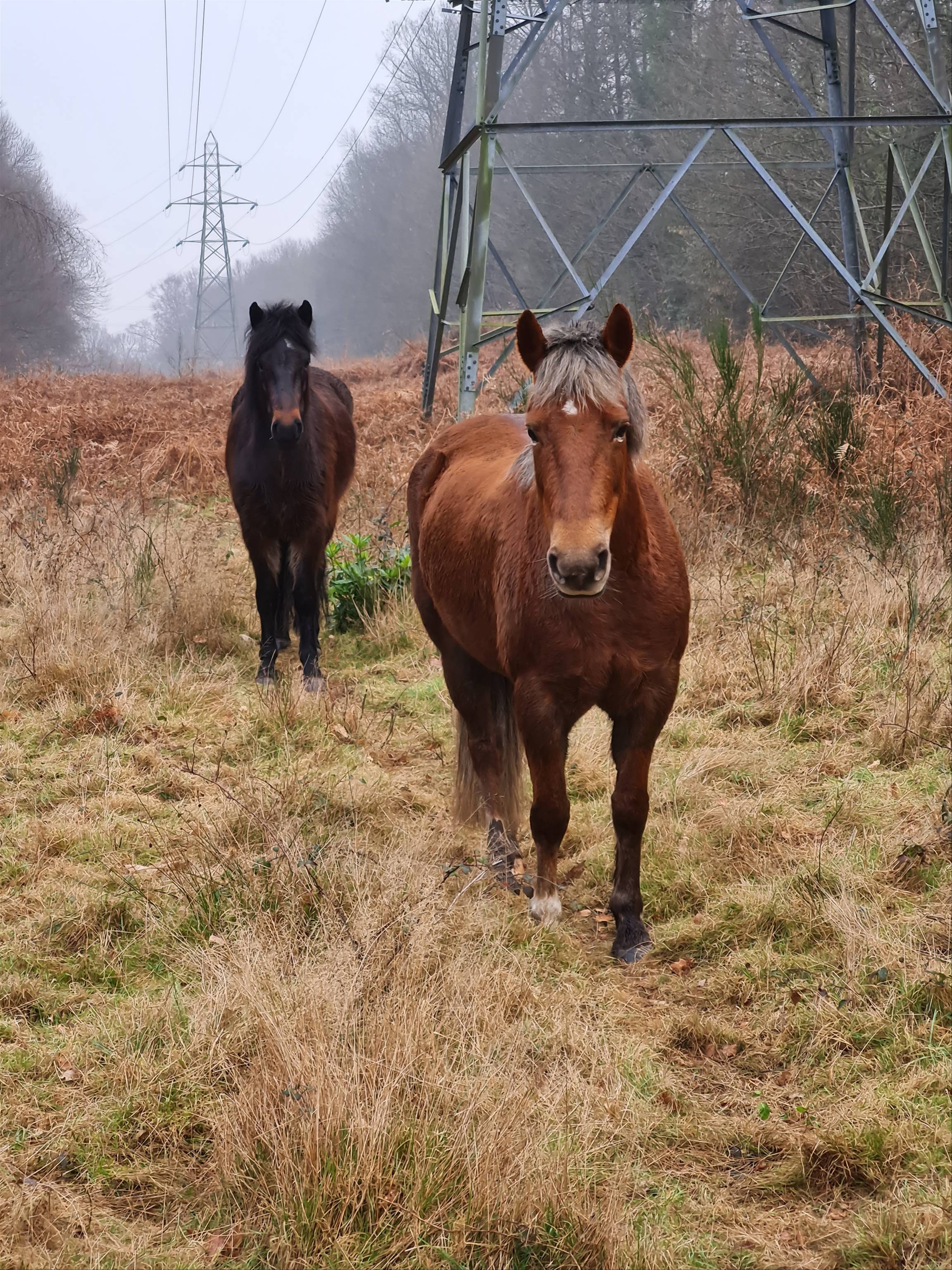 Image Commoner Daniel Drodge’s ponies on grazing land at Hardley Holt. Commoner Daniel Drodge’s ponies on grazing land at Hardley Holt.