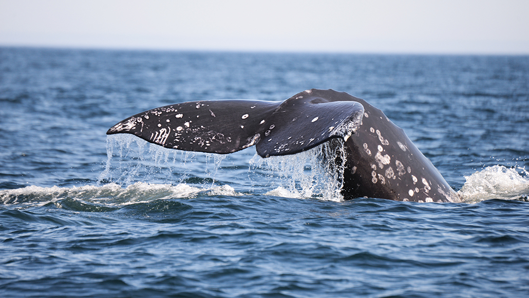 Sound and the preservation of marine life