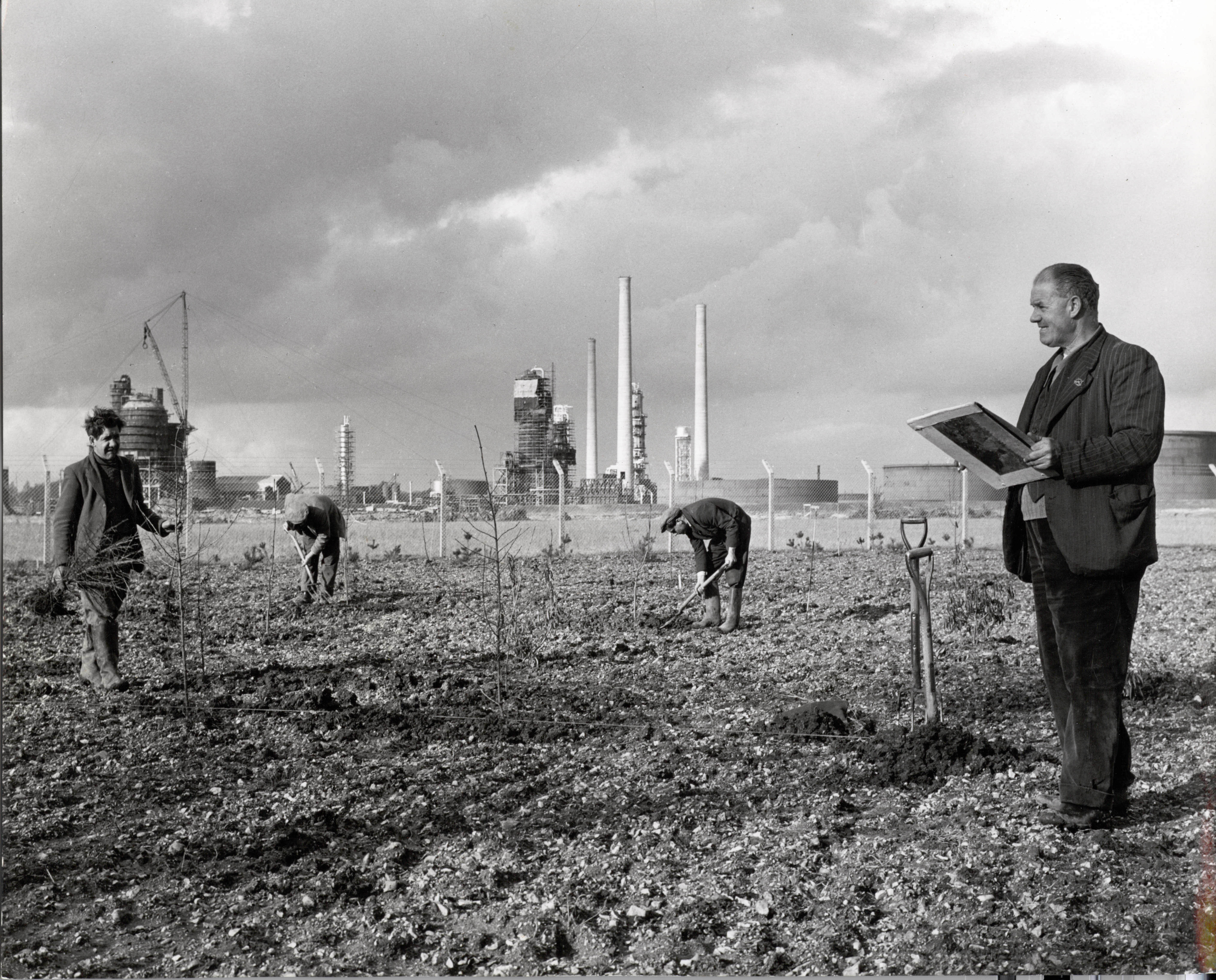 Tree screen planting 1951