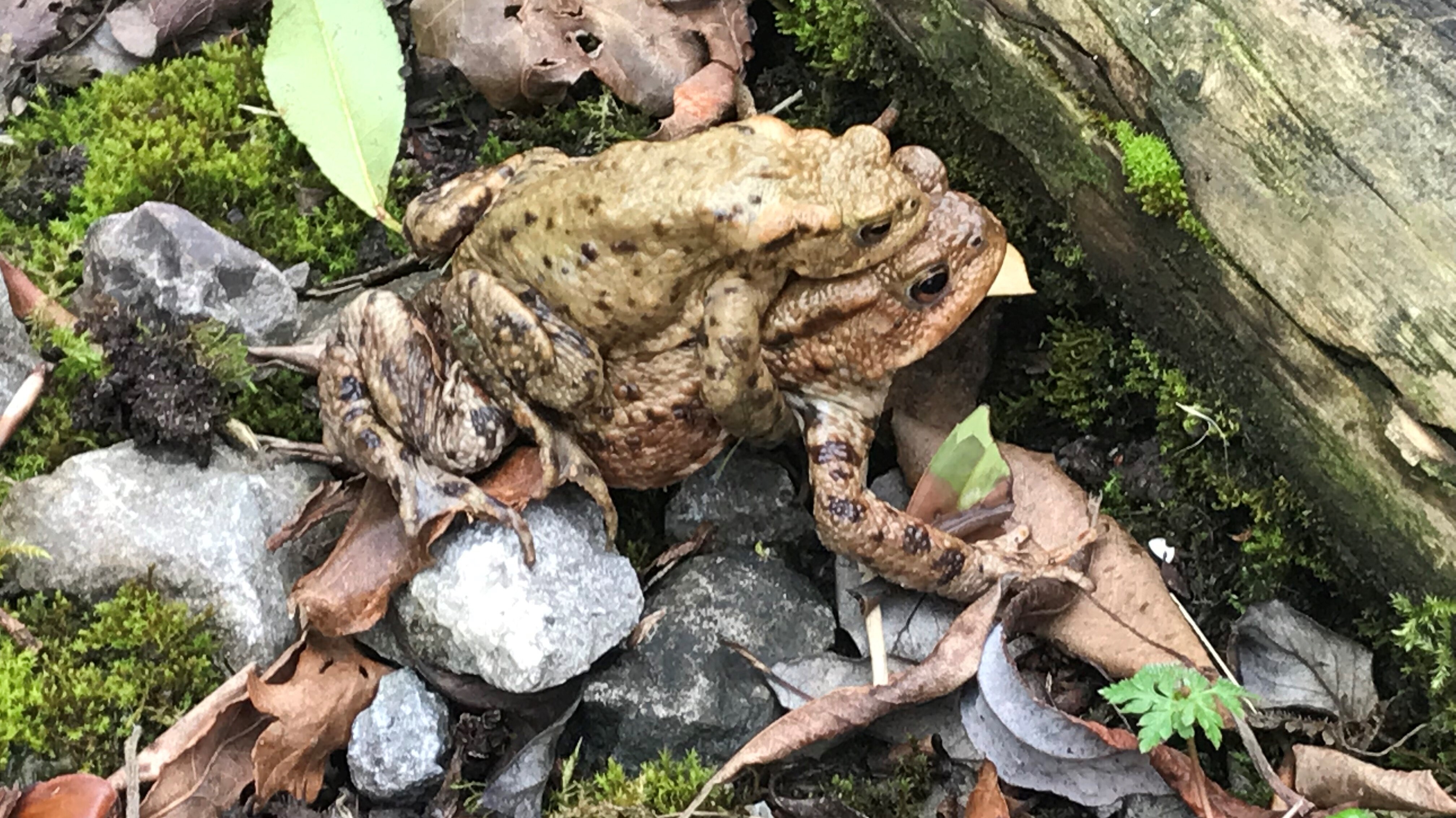 Watch When Walking on the Wild Side at Ermyn House